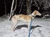 Profile picture of the animal
