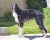Profile picture of the animal
