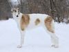 Profile picture of the animal