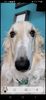 Profile picture of the animal