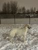 Profile picture of the animal