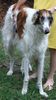 Profile picture of the animal
