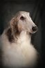 Profile picture of the animal