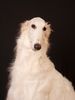 Profile picture of the animal