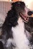 Profile picture of the animal