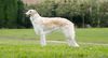 Profile picture of the animal