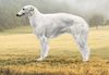 Profile picture of the animal
