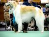 Profile picture of the animal