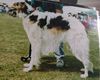 Profile picture of the animal