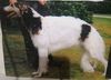 Profile picture of the animal