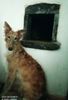 Profile picture of the animal