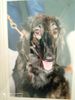 Profile picture of the animal