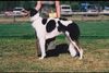 Profile picture of the animal