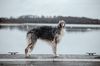 Profile picture of the animal