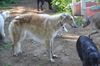 Profile picture of the animal