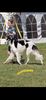 Profile picture of the animal