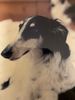 Profile picture of the animal