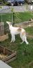 Profile picture of the animal