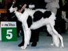 Profile picture of the animal
