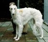 Profile picture of the animal