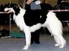 Profile picture of the animal