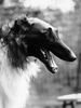 Profile picture of the animal