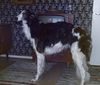 Profile picture of the animal