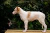 Profile picture of the animal
