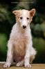 Profile picture of the animal