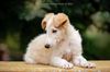 Profile picture of the animal