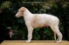 Profile picture of the animal