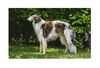 Profile picture of the animal
