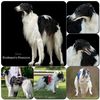 Profile picture of the animal