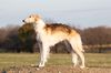 Profile picture of the animal