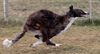 Profile picture of the animal
