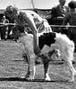 Profile picture of the animal