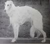 Profile picture of the animal