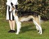 Profile picture of the animal