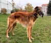 Profile picture of the animal