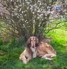 Profile picture of the animal