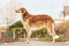 Profile picture of the animal