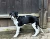 Profile picture of the animal