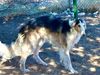Profile picture of the animal