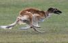 Profile picture of the animal