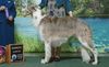 Profile picture of the animal