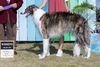 Profile picture of the animal