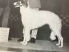 Profile picture of the animal