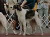 Profile picture of the animal