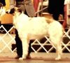 Profile picture of the animal