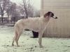 Profile picture of the animal